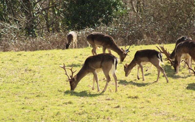 Complete Timeline Deer
